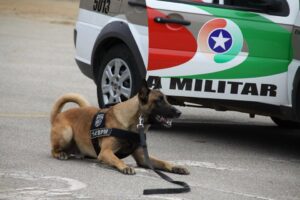 Homem é contido por cão policial após resistir à abordagem em Jaraguá do Sul