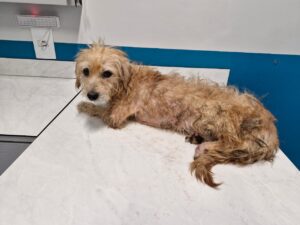 Homem é preso por maus-tratos a cachorro em Schroeder