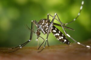 Casos de dengue sobem em Guaramirim