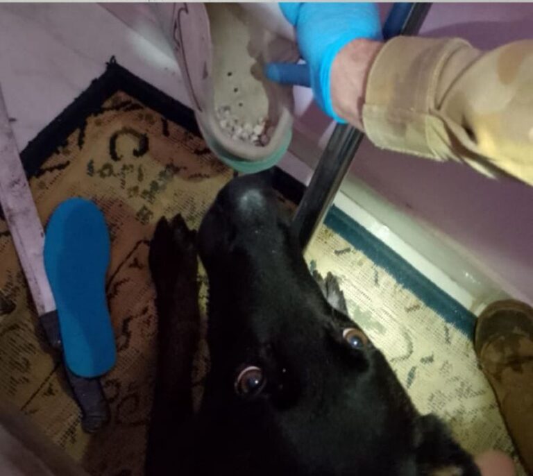 Cão da PM encontra drogas e ajuda a prender mulher ligada ao tráfico em Corupá