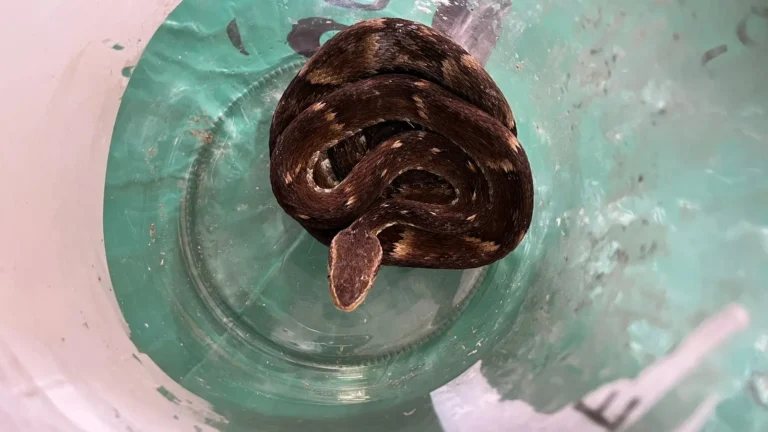 Susto! Cobra venenosa é encontrada viva em saco verde em Jaraguá do Sul