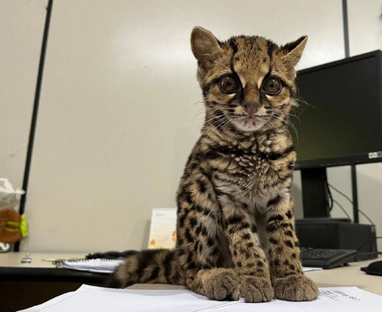 Fujama recolhe filhote de gato-maracajá