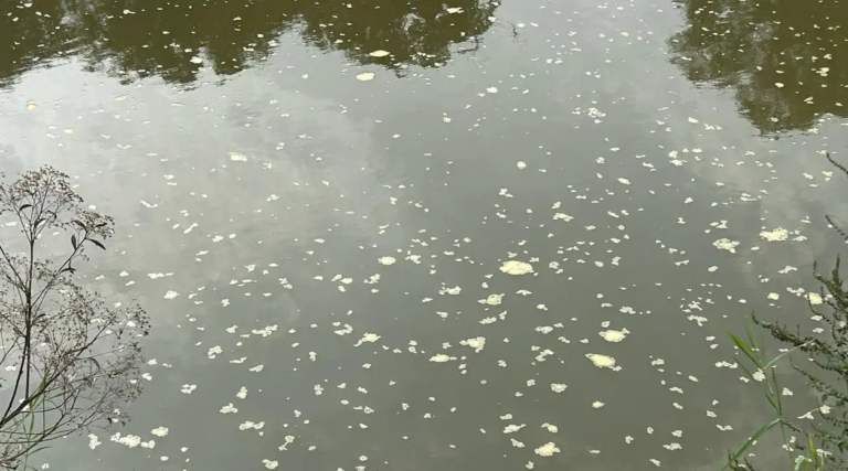 Fujama descarta poluição em espuma encontrada no Rio Itapocu