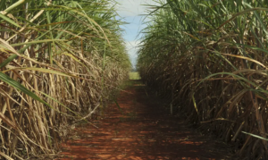 Safra de cana-de-açúcar deve crescer 4,7% em relação ao ano de 2025