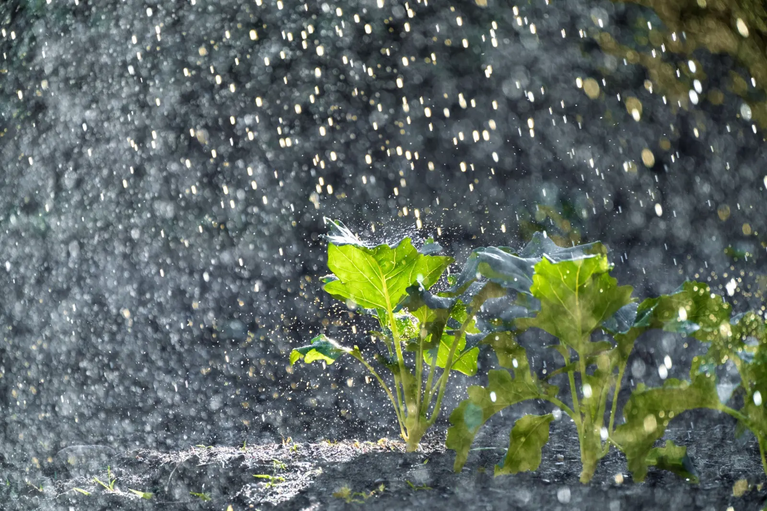 Jaraguá do Sul elabora guia de prevenção ao El Niño para os produtores locais
