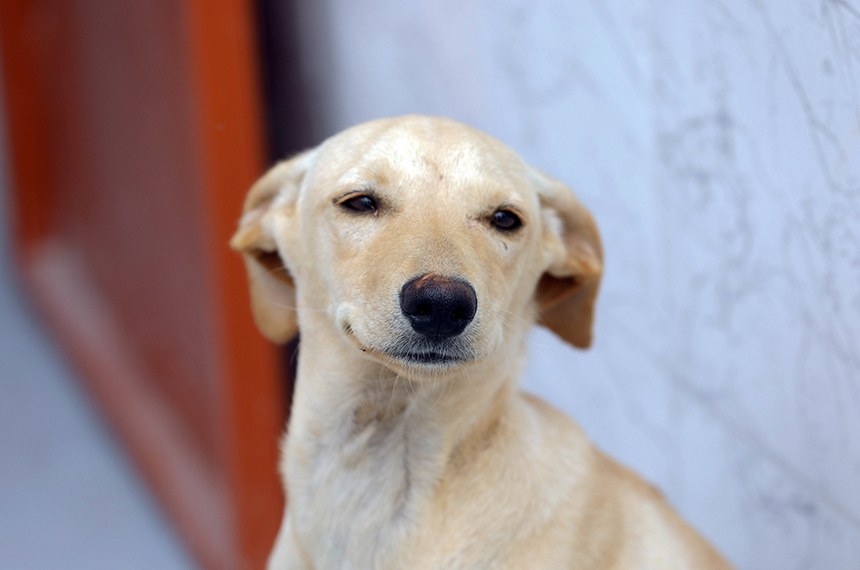 JARAGUÁ VAI CREDENCIAR CLÍNICAS VETERINÁRIAS