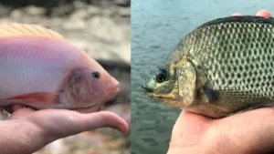 Tilápia ganha espaço e Santa Catarina bate recorde na piscicultura